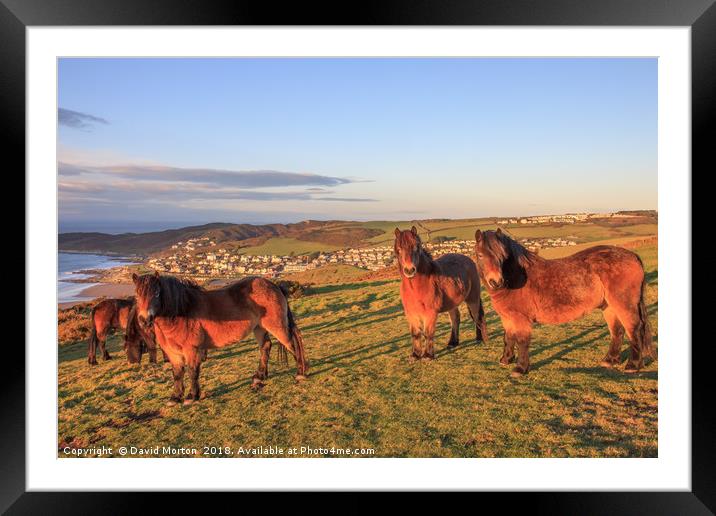 Exmoor Ponies on Woolacombe Down Framed Mounted Print by David Morton