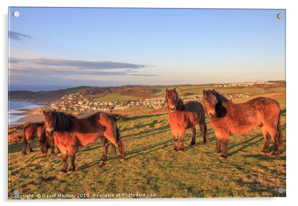 Exmoor Ponies on Woolacombe Down Acrylic by David Morton