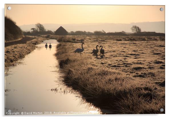 Swans on Braunton Marshes Acrylic by David Morton