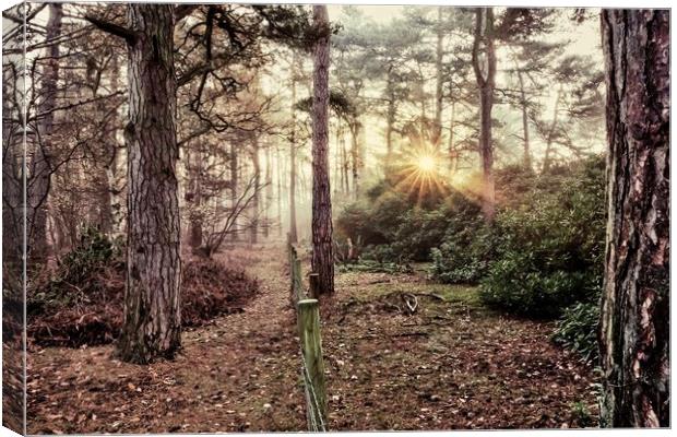 A misty sunrise in the forest Canvas Print by Gary Pearson