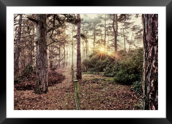 A misty sunrise in the forest Framed Mounted Print by Gary Pearson