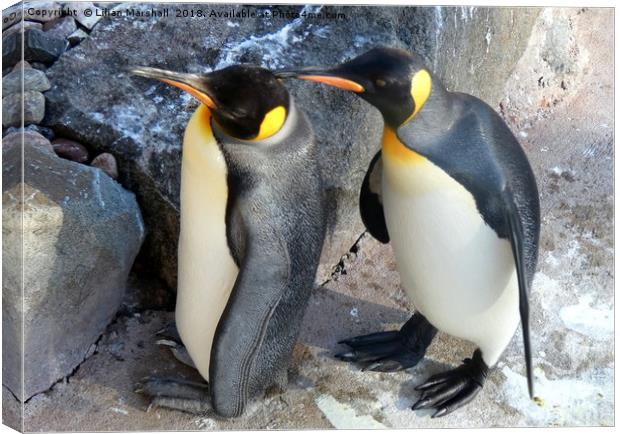 King Penguins .   Canvas Print by Lilian Marshall