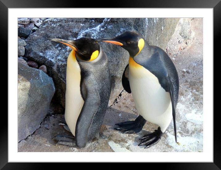 King Penguins .   Framed Mounted Print by Lilian Marshall