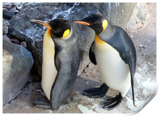 King Penguins .   Print by Lilian Marshall