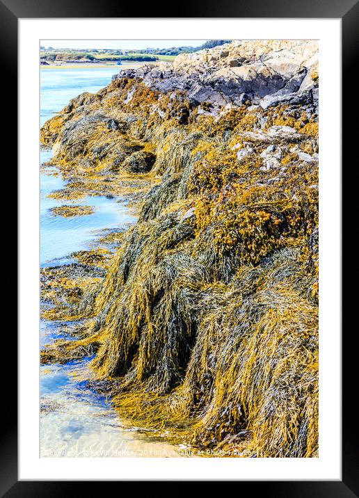 Seaweed or macroalgae  Framed Mounted Print by Kevin Hellon