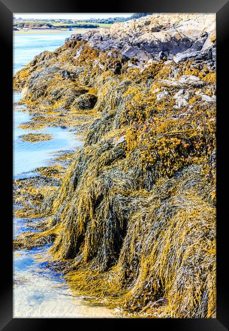Seaweed or macroalgae  Framed Print by Kevin Hellon