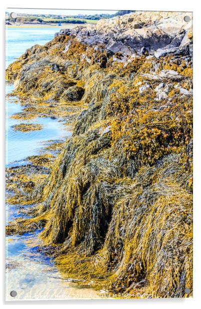 Seaweed or macroalgae  Acrylic by Kevin Hellon