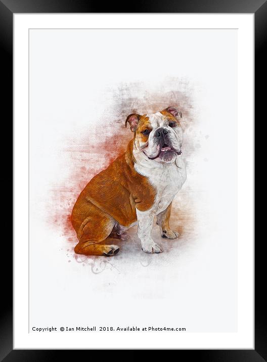 Bulldog Framed Mounted Print by Ian Mitchell
