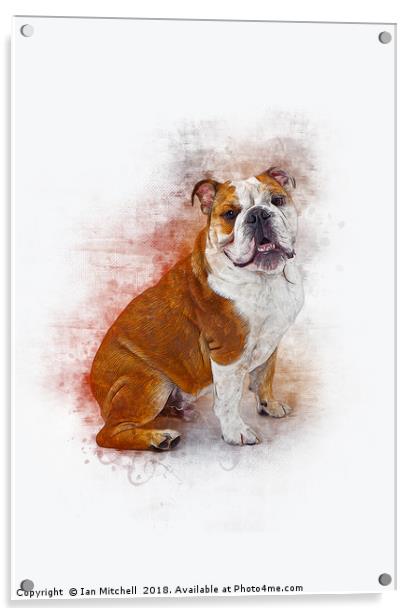 Bulldog Acrylic by Ian Mitchell