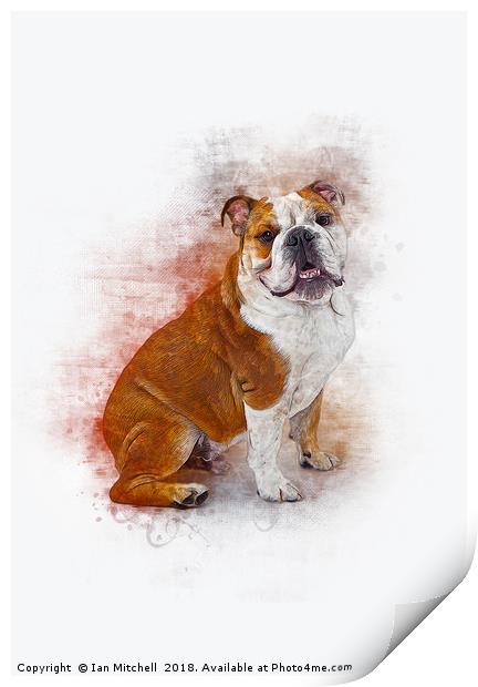 Bulldog Print by Ian Mitchell