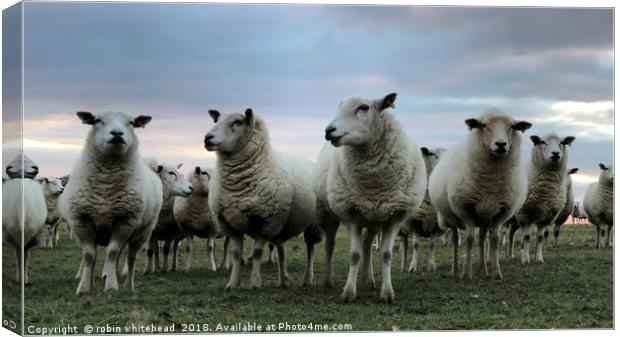 Ewe Beautiful Lambs Canvas Print by robin whitehead