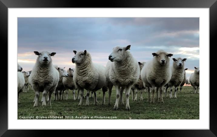 Ewe Beautiful Lambs Framed Mounted Print by robin whitehead