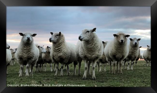 Ewe Beautiful Lambs Framed Print by robin whitehead