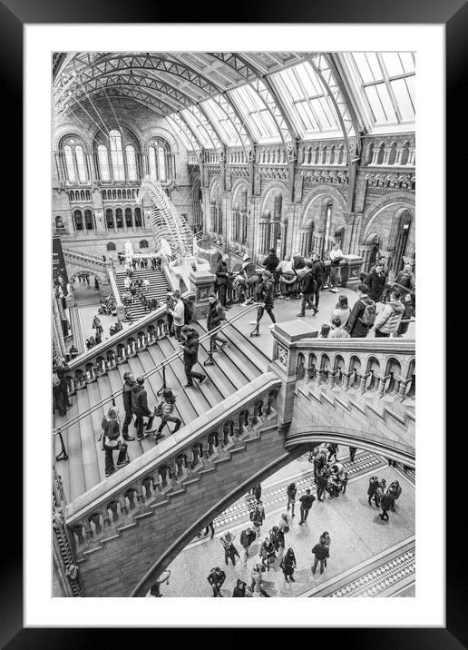 Natural History Museum Framed Mounted Print by Graham Custance