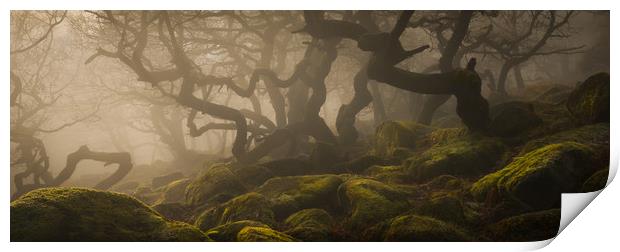 Ancient Woodland in the Peak District Print by Natures' Canvas: Wall Art  & Prints by Andy Astbury