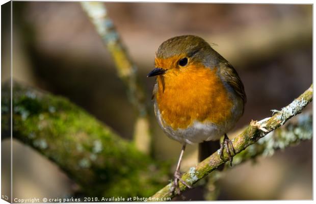 Robin perched on a branch Canvas Print by craig parkes