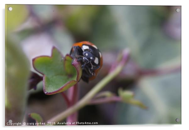 Ladybird close up Acrylic by craig parkes
