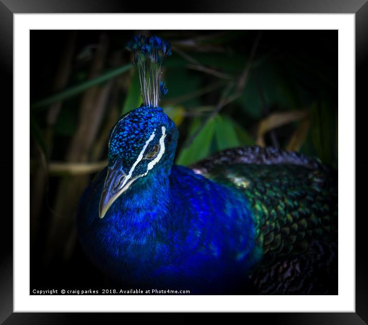 stunning peacock Framed Mounted Print by craig parkes