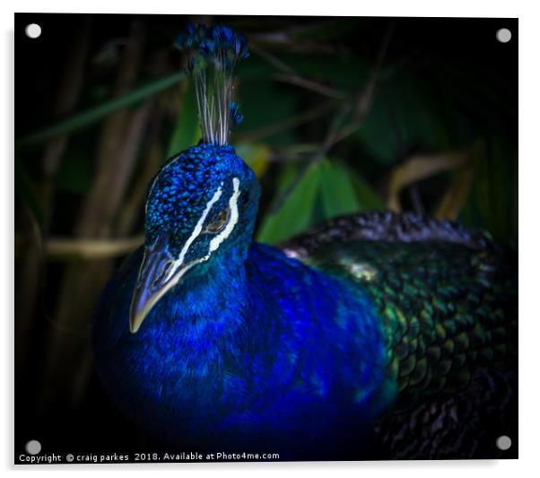 stunning peacock Acrylic by craig parkes