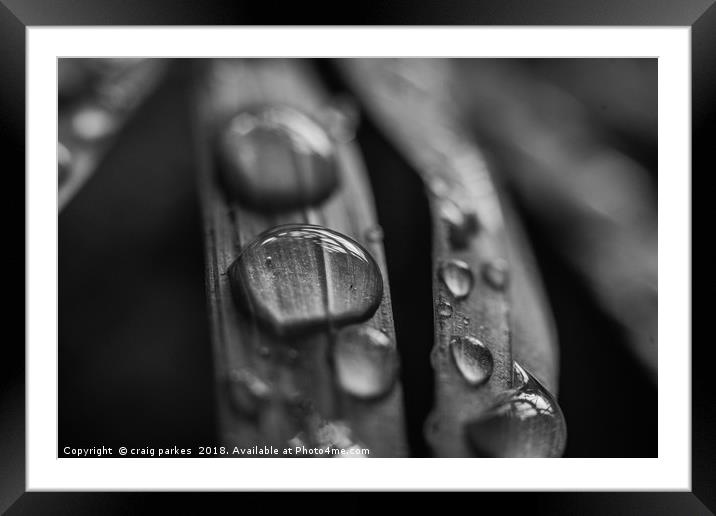 water drops on leaves Framed Mounted Print by craig parkes