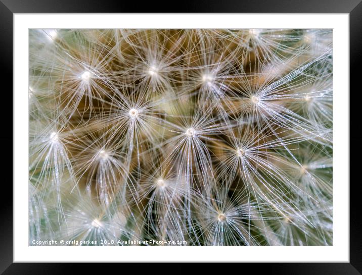 dandelion macro shot Framed Mounted Print by craig parkes