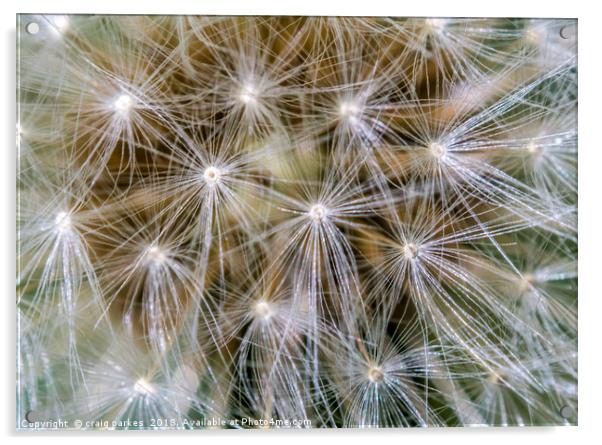 dandelion macro shot Acrylic by craig parkes