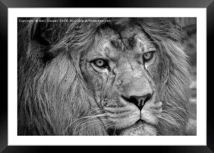 Black & White Lion Framed Mounted Print by Gary Cooper