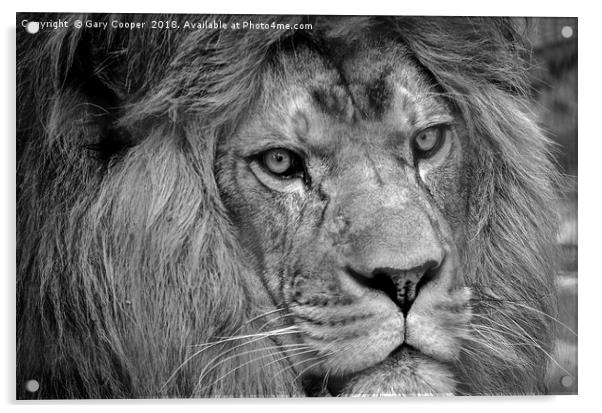 Black & White Lion Acrylic by Gary Cooper