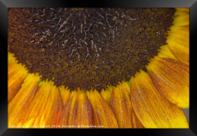 Summer Sunflower Framed Print by Jacqui Farrell