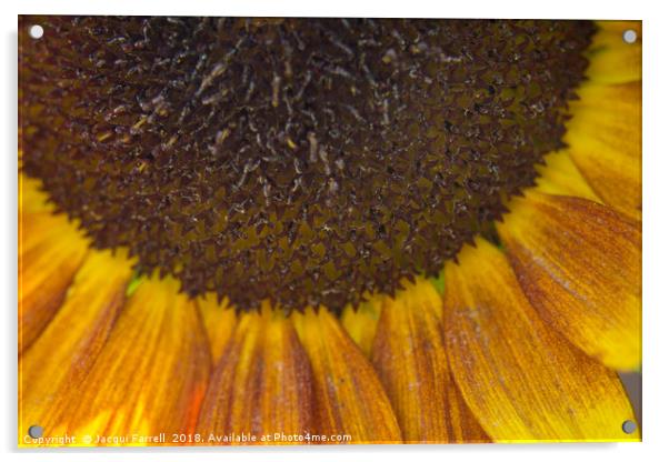 Summer Sunflower Acrylic by Jacqui Farrell