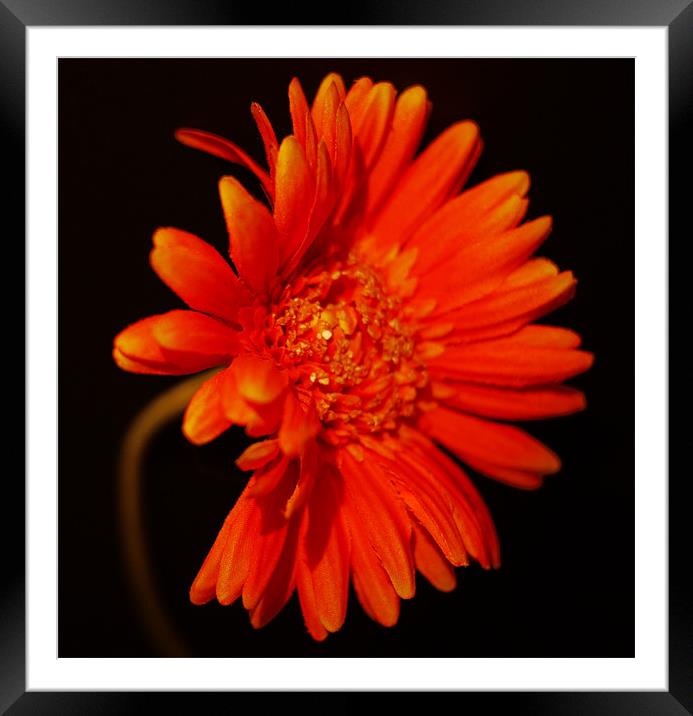 Gerbera Framed Mounted Print by Louise Godwin