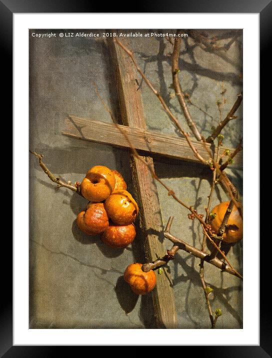 Quince Fruits Framed Mounted Print by LIZ Alderdice