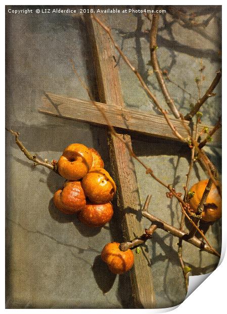 Quince Fruits Print by LIZ Alderdice