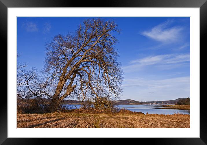The Tree By The Shore Framed Mounted Print by Jacqi Elmslie