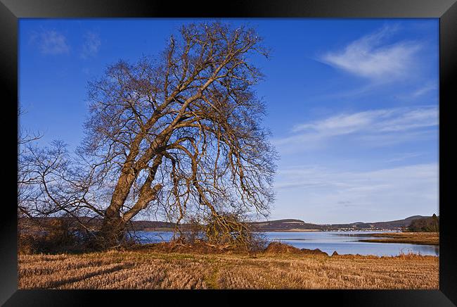 The Tree By The Shore Framed Print by Jacqi Elmslie