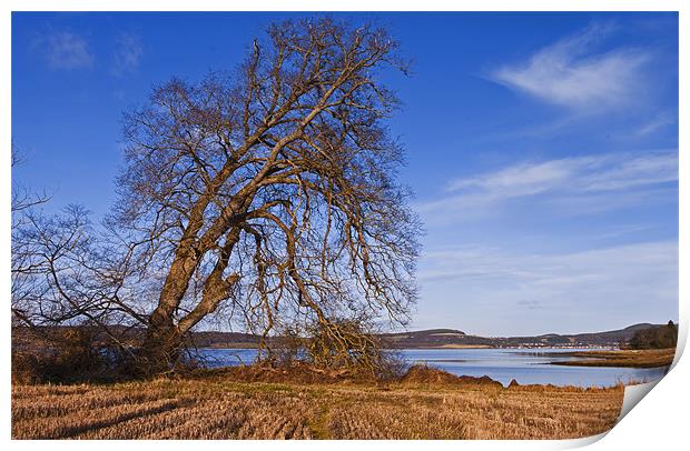 The Tree By The Shore Print by Jacqi Elmslie
