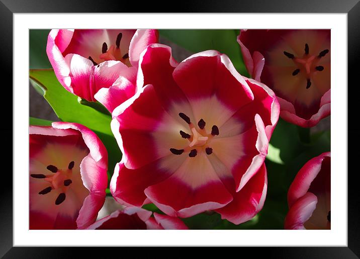 Red and White Tulips Framed Mounted Print by Jacqi Elmslie