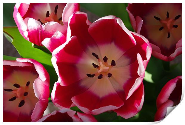 Red and White Tulips Print by Jacqi Elmslie