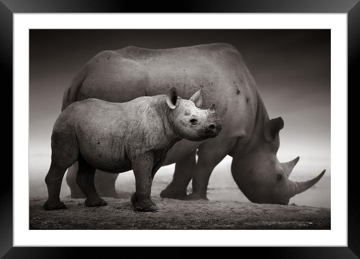Black Rhinoceros calf Framed Mounted Print by Johan Swanepoel