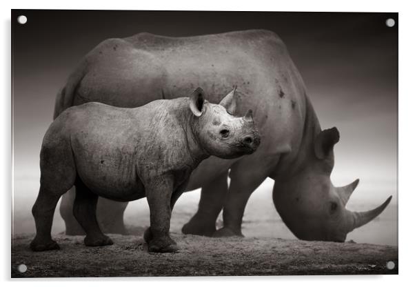 Black Rhinoceros calf Acrylic by Johan Swanepoel