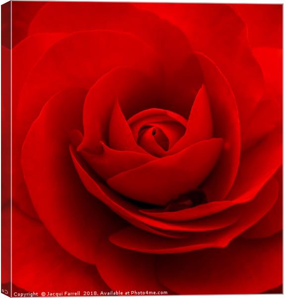 Red Rose  Canvas Print by Jacqui Farrell