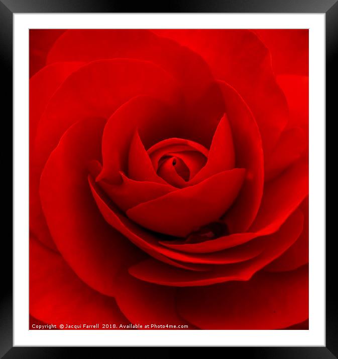Red Rose  Framed Mounted Print by Jacqui Farrell
