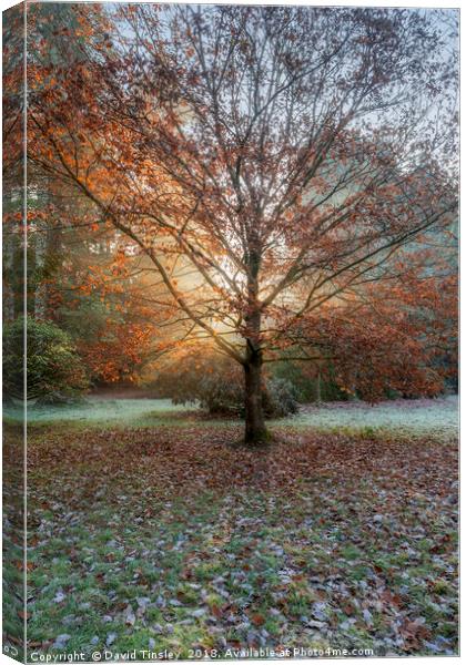 Autumn Sunburst Canvas Print by David Tinsley