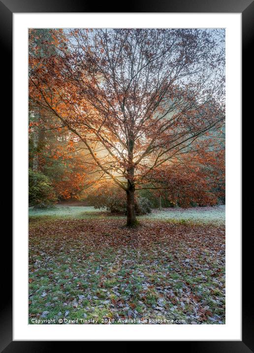 Autumn Sunburst Framed Mounted Print by David Tinsley