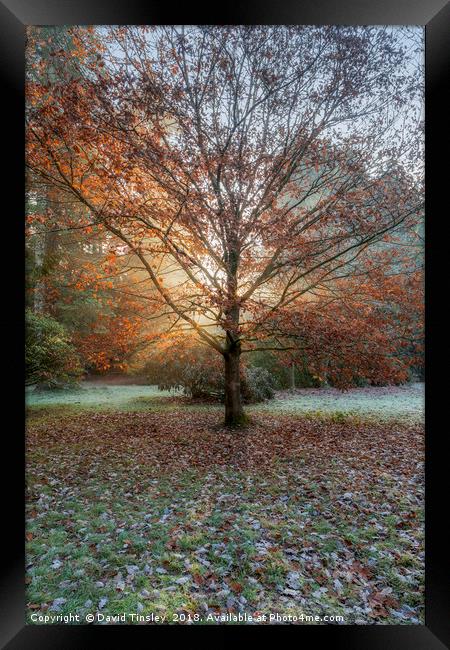Autumn Sunburst Framed Print by David Tinsley