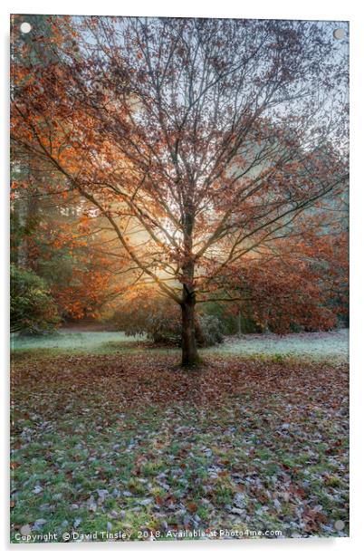 Autumn Sunburst Acrylic by David Tinsley