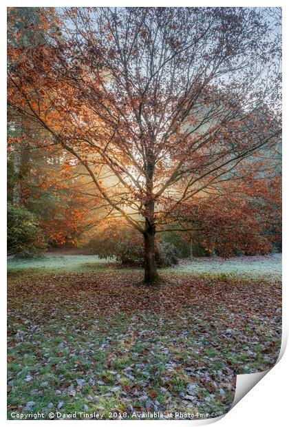 Autumn Sunburst Print by David Tinsley