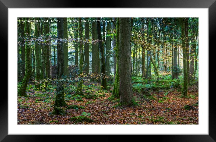 Welsh Beech Wood Framed Mounted Print by David Thurlow