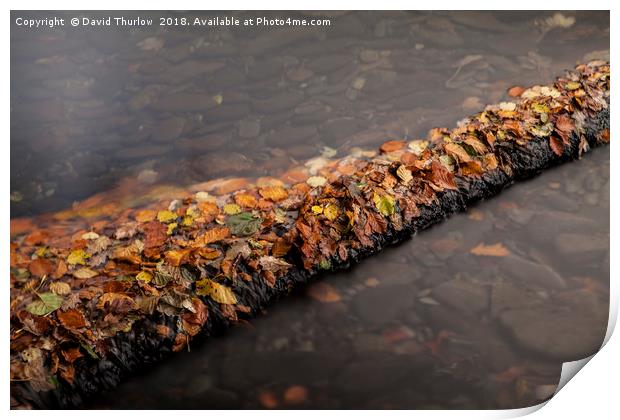 Autumn Leaf Dam Print by David Thurlow