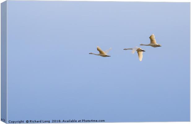  Three Whooper swans Canvas Print by Richard Long